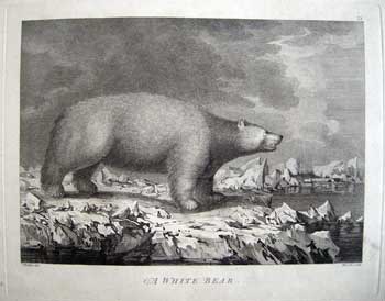 A White Bear